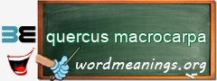 WordMeaning blackboard for quercus macrocarpa